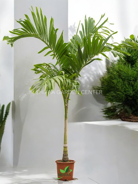 🌴 5 Samen Manila-Palme (Veitchia Merrillii) – Frisch Aus Thailand 2026, Immergrün, Tropisch