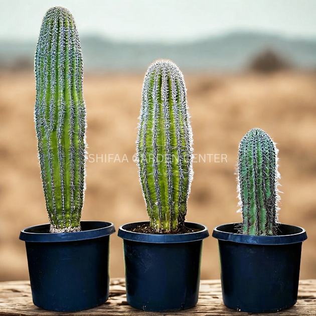 Saguaro Cactus – SHIFAA GARDEN CENTER