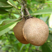 Chicko Tree, Manilkara Zapota