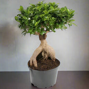 Ficus Bonsai 