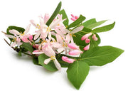 خزنده Rangoon، Quisqualis Indica، Red Jasmine