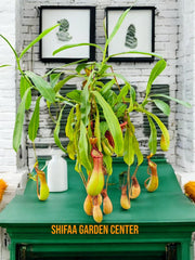 Monkey Jars (Nepenthes)