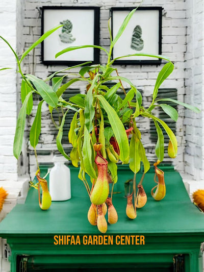 Monkey Jars (Nepenthes)