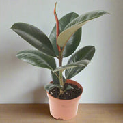 Rubber Plant Ficus Robusta 40CM