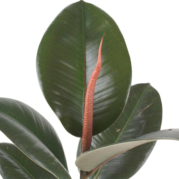 Rubber Plant Ficus Robusta 40CM