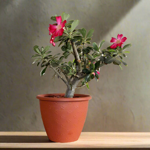 Adenium Obesum, Desert Rose