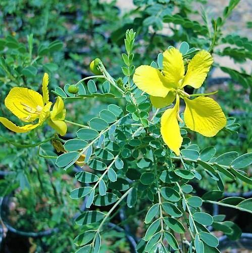 Cassia Bicapsularis، بوته پروانه ای