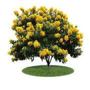 Cassia Bicapsularis، بوته پروانه ای