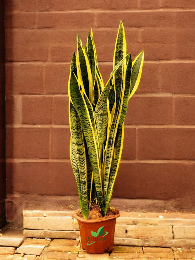 Snake Plant Varigated