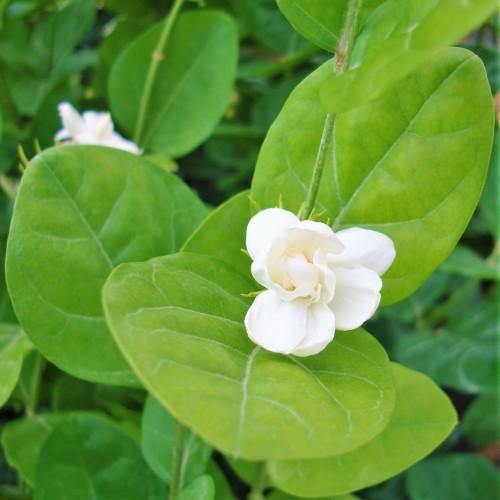 Jasminum sambas, The Arabian Jasmine, Mogra, Motia