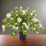 Bougainvillea Glabra White