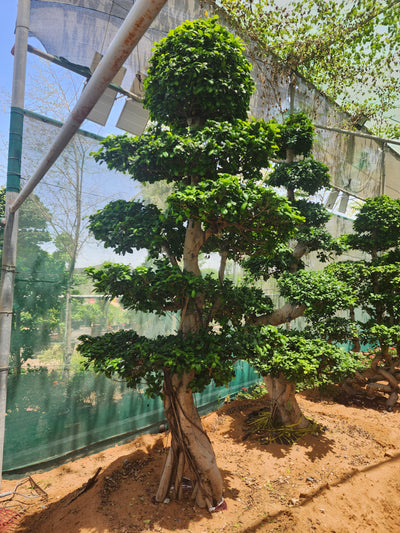 Ficus Panda Bonsai – Height: 2.5 to 3 Meters