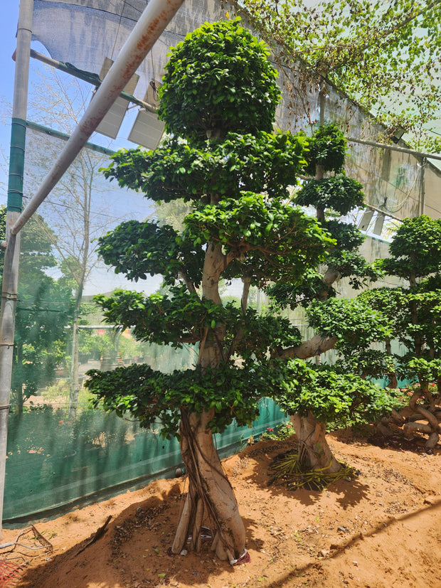 Ficus Panda Bonsai – Height: 2.5 to 3 Meters
