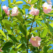 Trumpet Tree, Tabebuia pentaphylla, Tabebuia Rosea