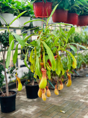 Monkey Jars (Nepenthes)