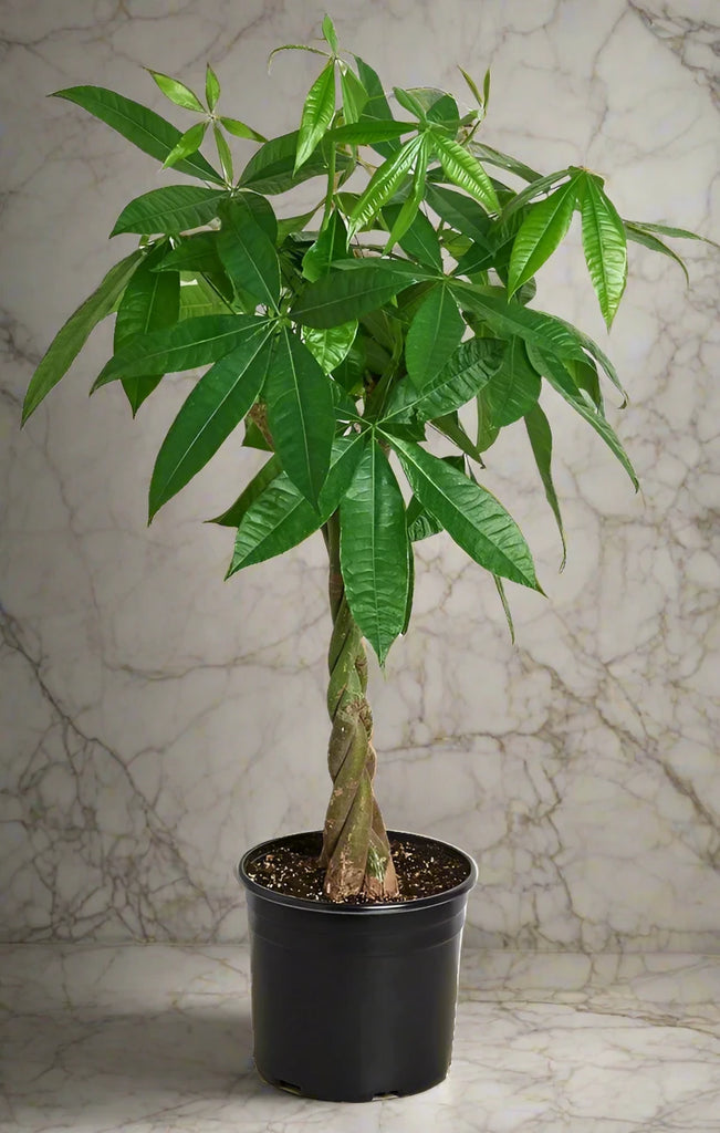 twisted money plant Pachira Aquatica, Money Tree (Twisted Trunk) 80