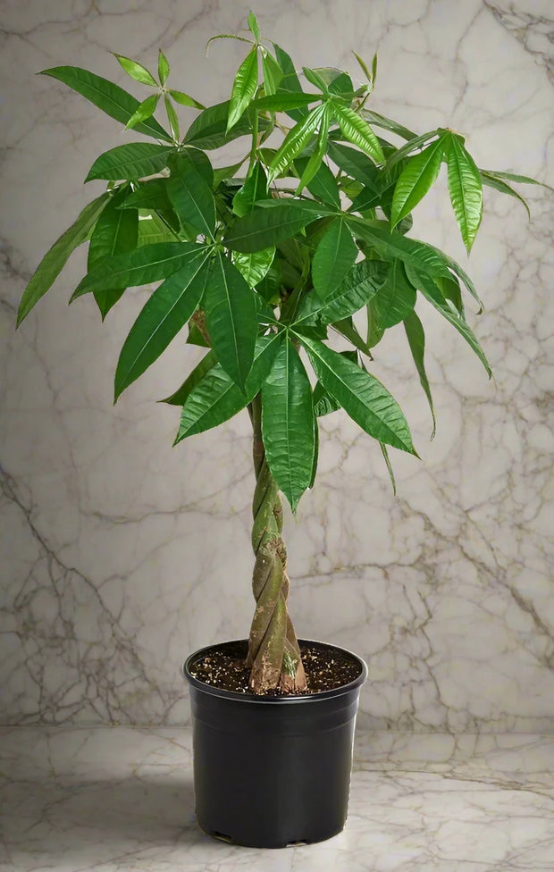 money tree dubai Pachira Aquatica, Money Tree (Twisted Trunk) 80