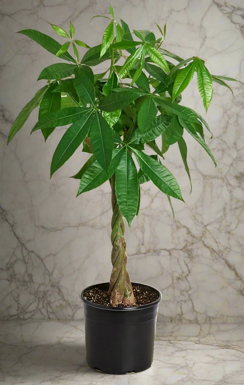 twisted money tree Pachira Aquatica, Money Tree (Twisted Trunk) 80