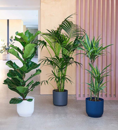 Ficus Lyrata, Areeca Palm & Dracaena Bundle for Office!