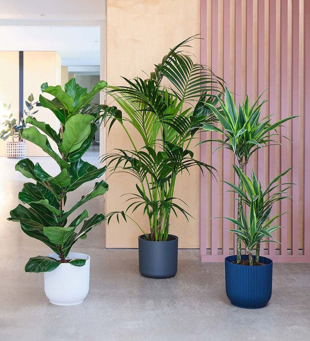 Ficus Lyrata, Areeca Palm & Dracaena Bundle for Office!