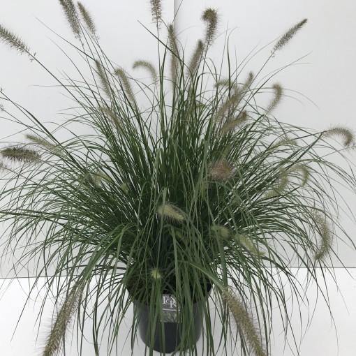 Pennisetum alopecuroides، عشب النافورة الصيني