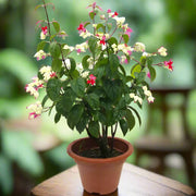 Clerodendrum Thomasenia, Pink Bleeding Heart Vine