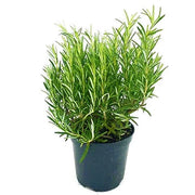 Rosemary Herb