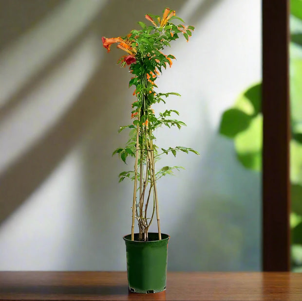 Campsis Radicans, Trumpet Vine