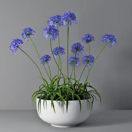 Agapanthus African, African Lily