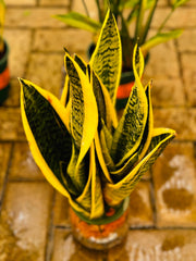 Snake Plant - Hydroponic