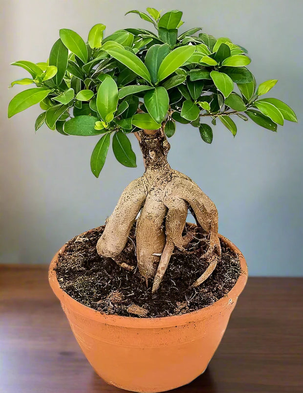 Ficus bonsai