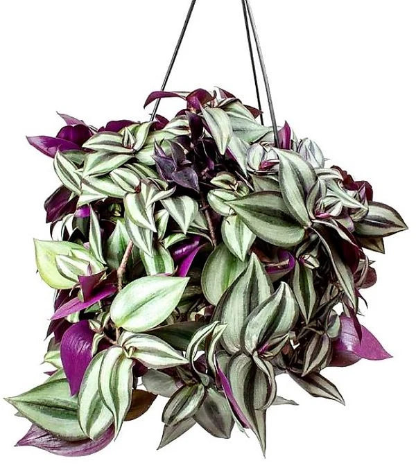 Tradescantia Zebrina, Wandering Jew