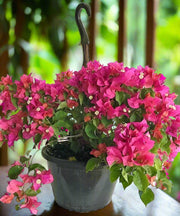 Bougainvillea Pink Pixie