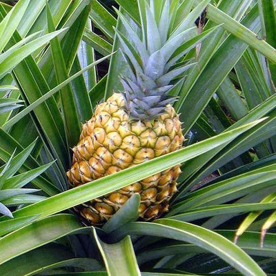 Pineapple, Ananas Comosus