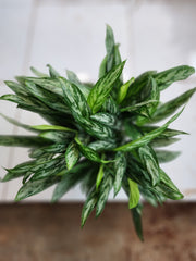 Aglaonema Maria