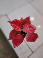 Aglaonema Red - Elegant Indoor Foliage