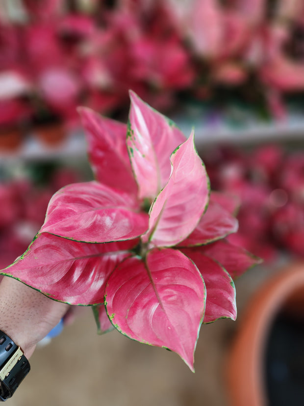 Aglaonema Red - Elegant Indoor Foliage