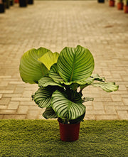 Calathea Variegated Holland