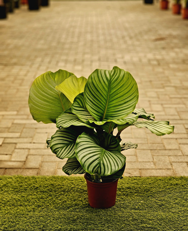 Calathea Variegated Holland