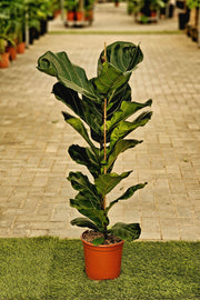 Ficus Lyrata Single Head (Holland)