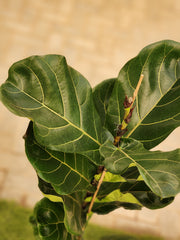 Ficus Lyrata Single Head (Holland)