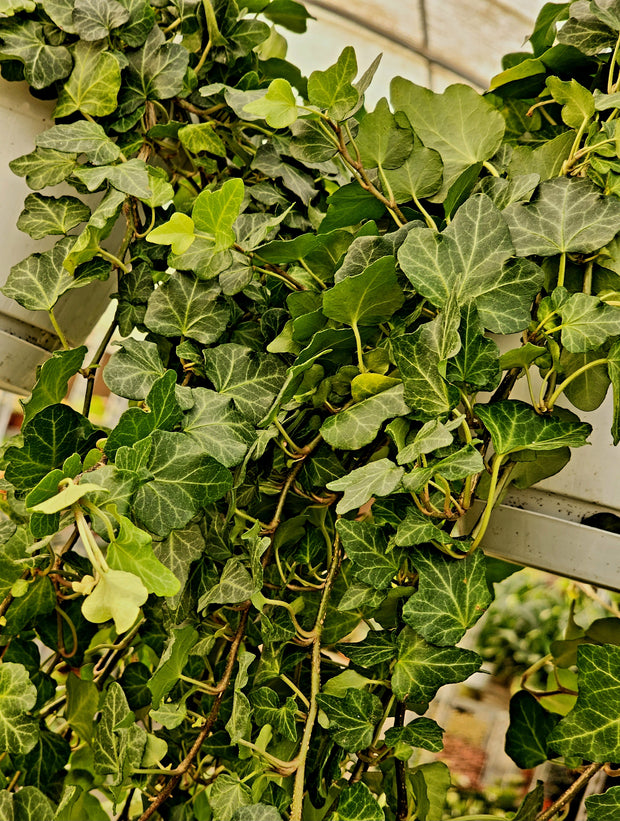 English Ivy (Hedera helix)