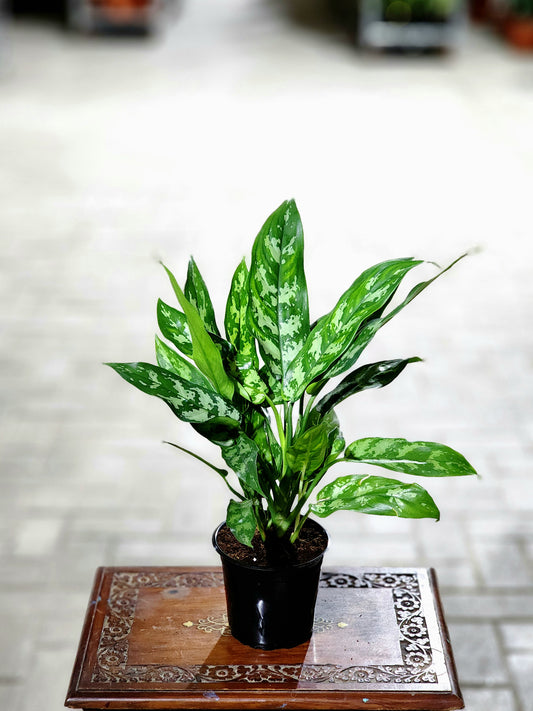 Aglaonema Maria