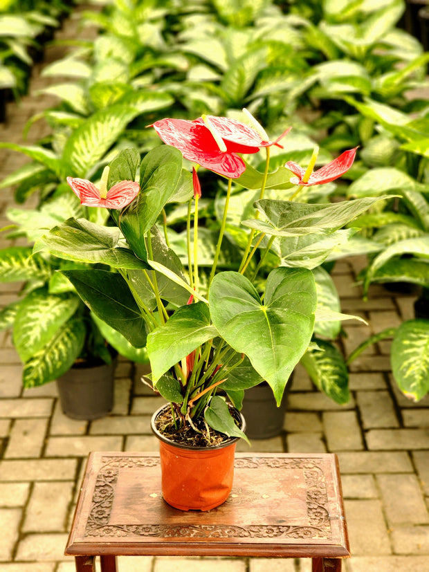 Anthurium Red Medium