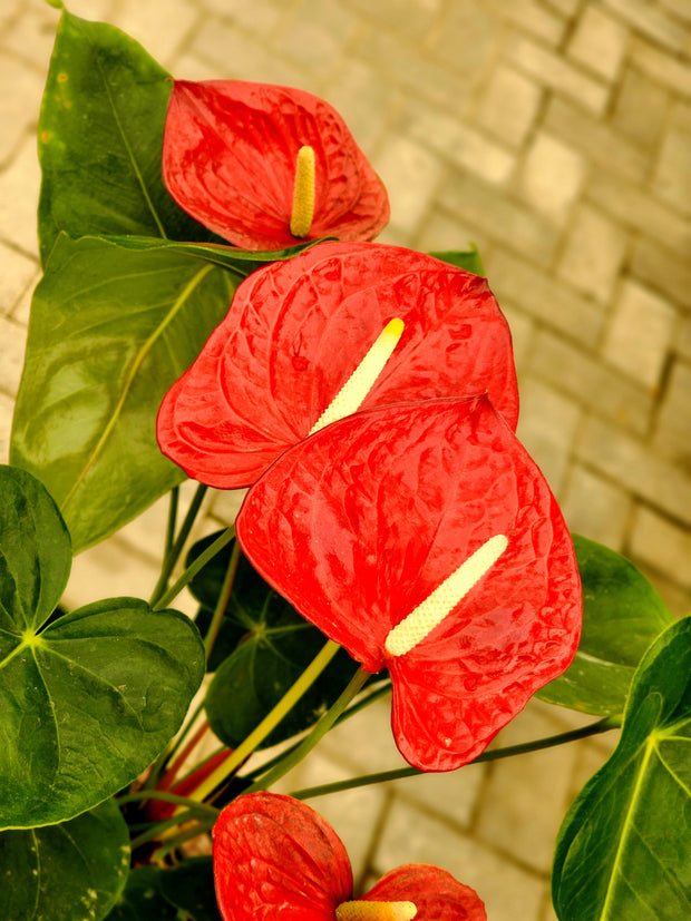 Anthurium Red Medium