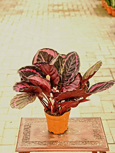 Calathea Red