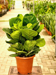 Ficus Lyrata (Fiddle Leaf Fig) - 60CM