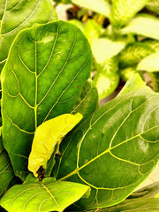 Ficus Lyrata (Fiddle Leaf Fig) - 60CM