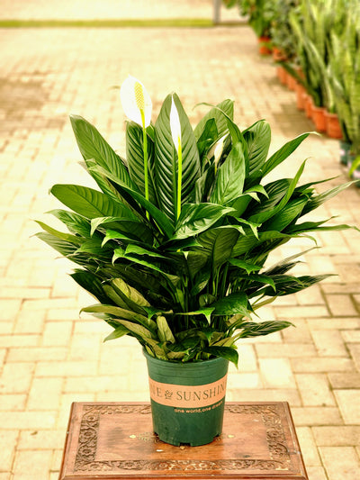 Peace Lilly