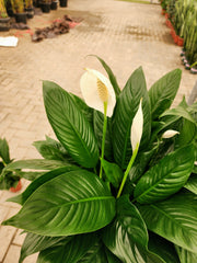 Peace Lilly